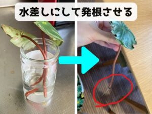 ペペロミアの水差し