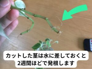 発根したペペロミアの水差し(水挿し)