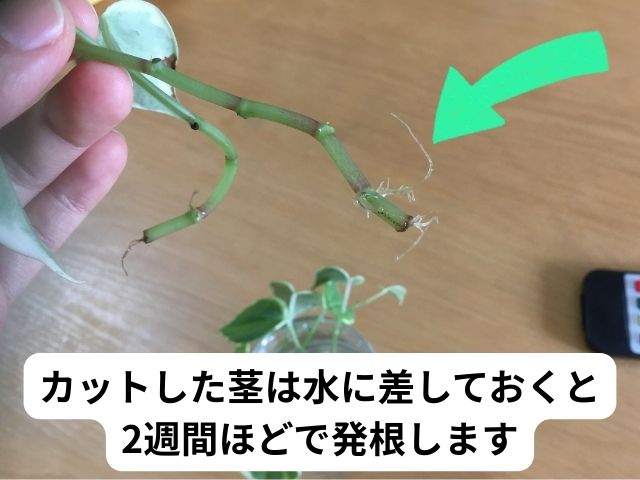 発根したペペロミアの水差し(水挿し)