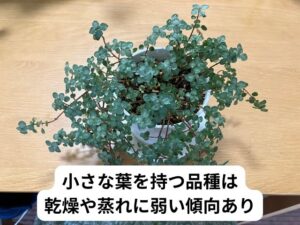 100均で買ったピレア
