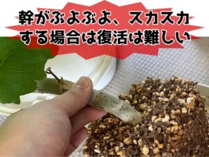 ウンベラータの根腐れ症状