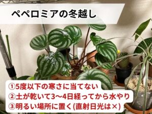 ペペロミアの冬越し方法