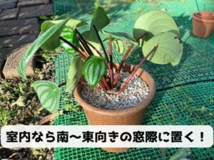 植え替え後のペペロミアの置き場所