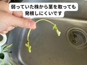 カポックの挿し木の失敗