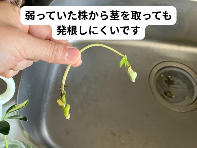 カポックの挿し木の失敗