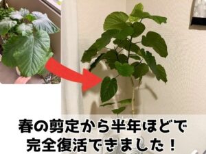 半年ほどで葉が完全再生したウンベラータ