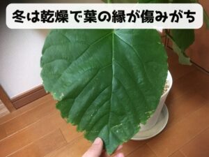 葉の縁がガタガタと傷んだウンベラータ