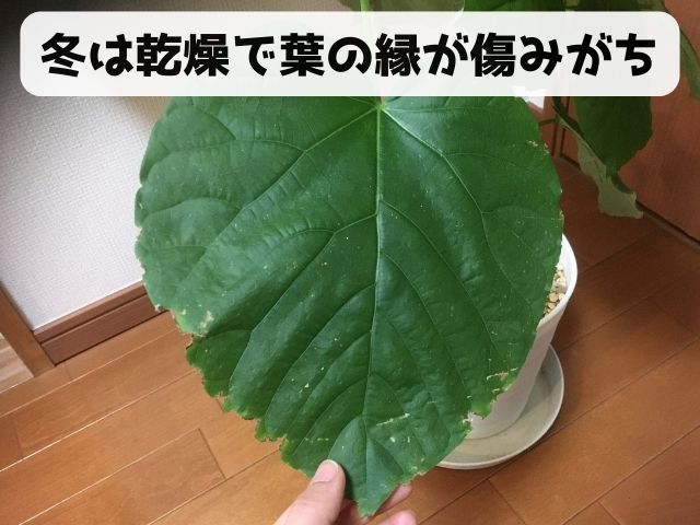 葉の縁がガタガタと傷んだウンベラータ