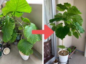ウンベラータの復活事例