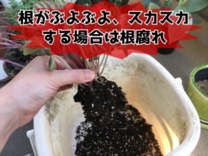 ペペロミアの根腐れ症状