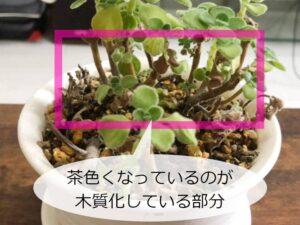 木質化したアロマティカス