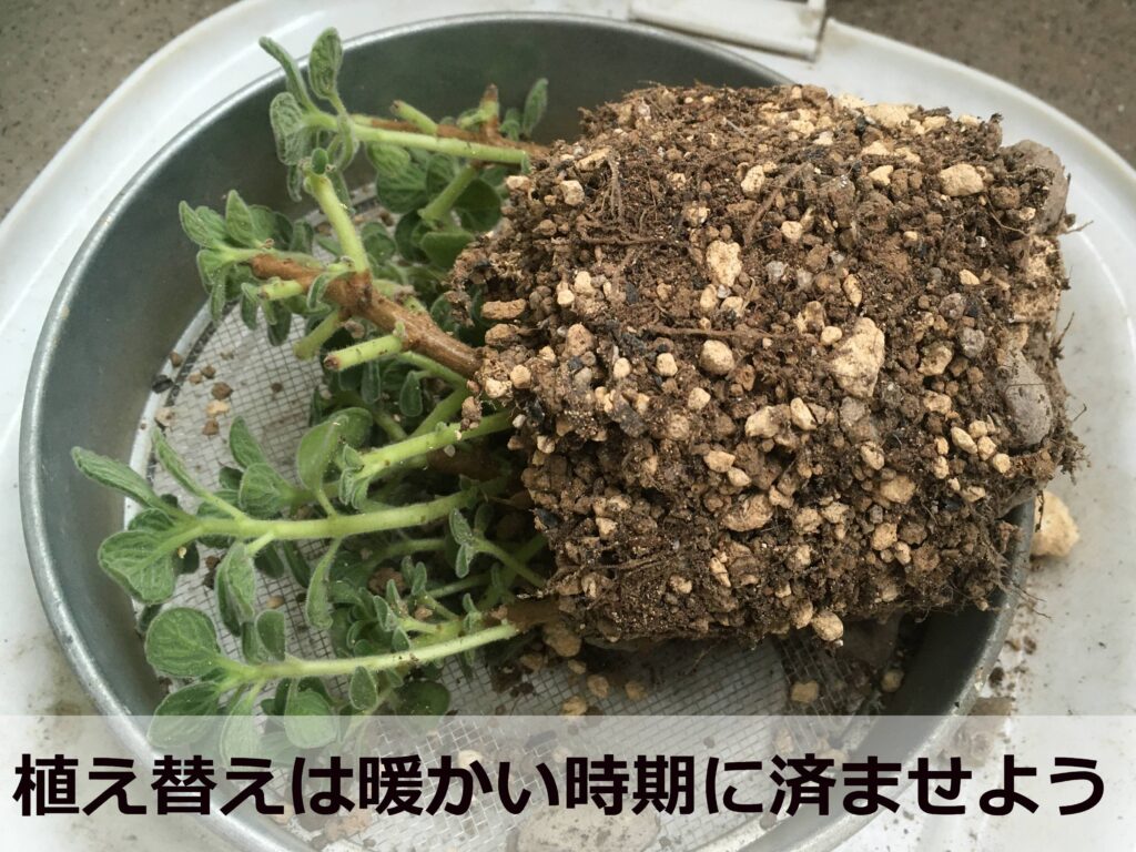 アロマティカスの植え替え中