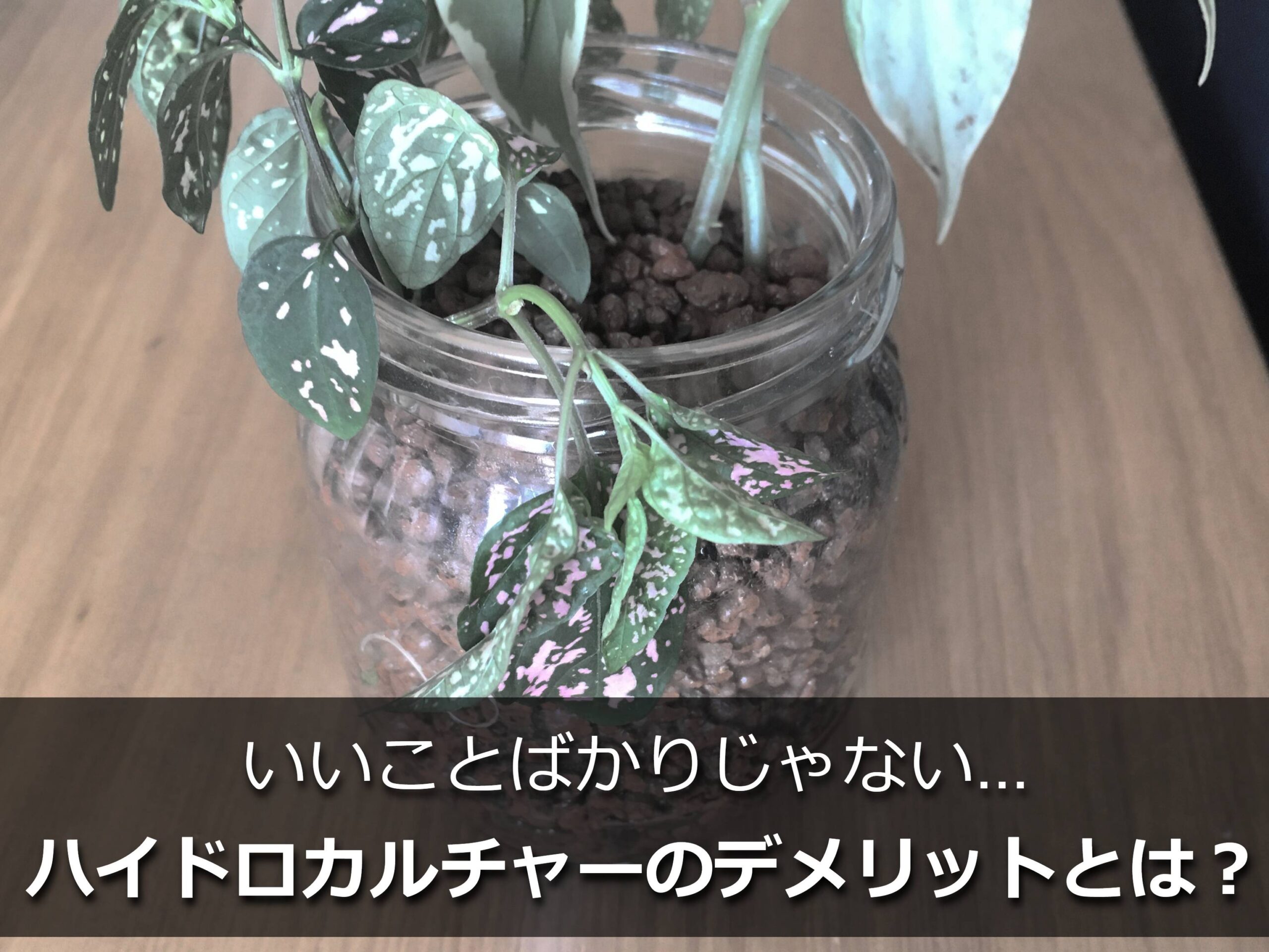 しおれたハイドロカルチャーの植物