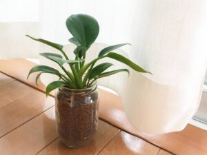 初心者におすすめの観葉植物「フィロデンドロン」