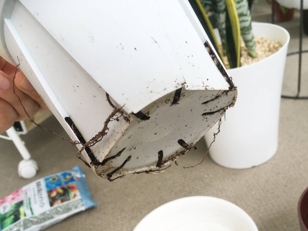 購入直後のアルテシマの鉢底からはみ出た根っこ 購入直後のアルテシマの鉢底からはみ出た根っこ