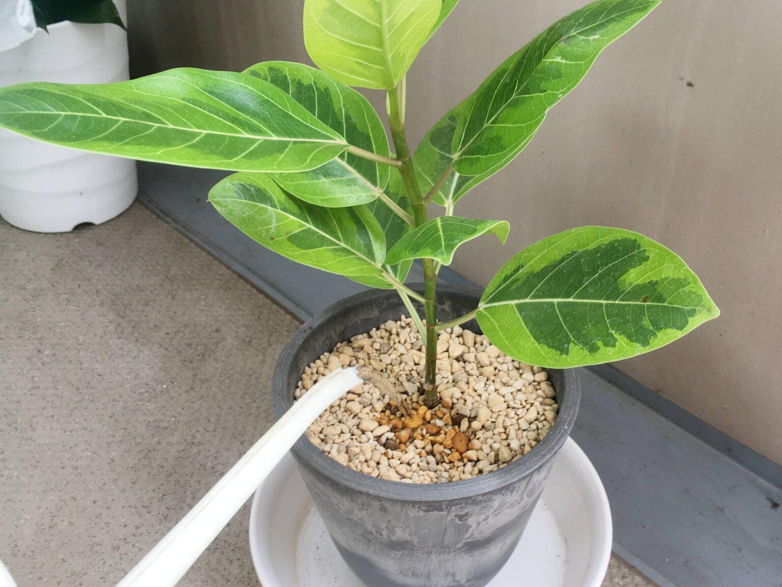ゴムの木が枯れる原因は?枯れそうな時の対処法と長生きのコツ | 観葉植物のお悩みを解決するなら観葉植物ラボ