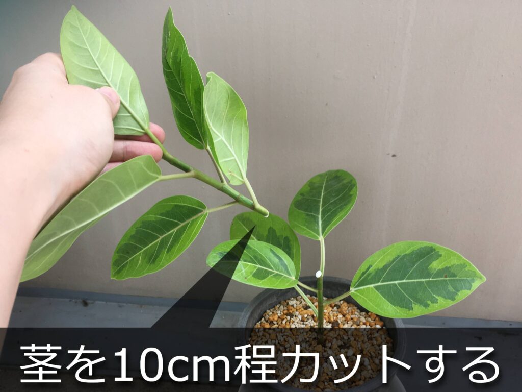 アルテシマの挿し木を実施