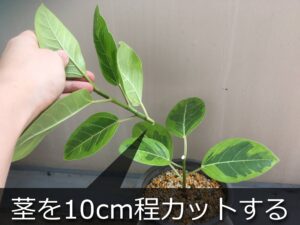 ゴムの木をカット