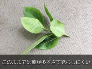 カットしたゴムの木の枝