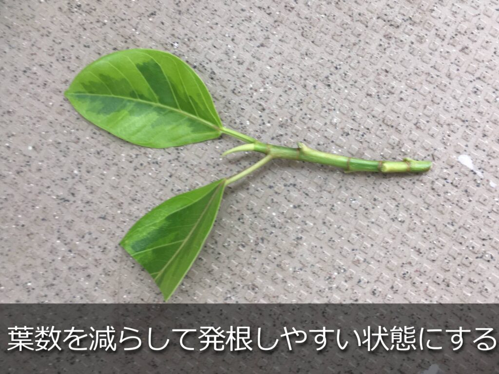 葉数を調整したアルテシマの挿し穂