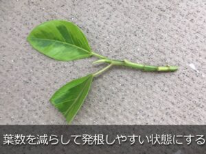 カットしたゴムの木の枝