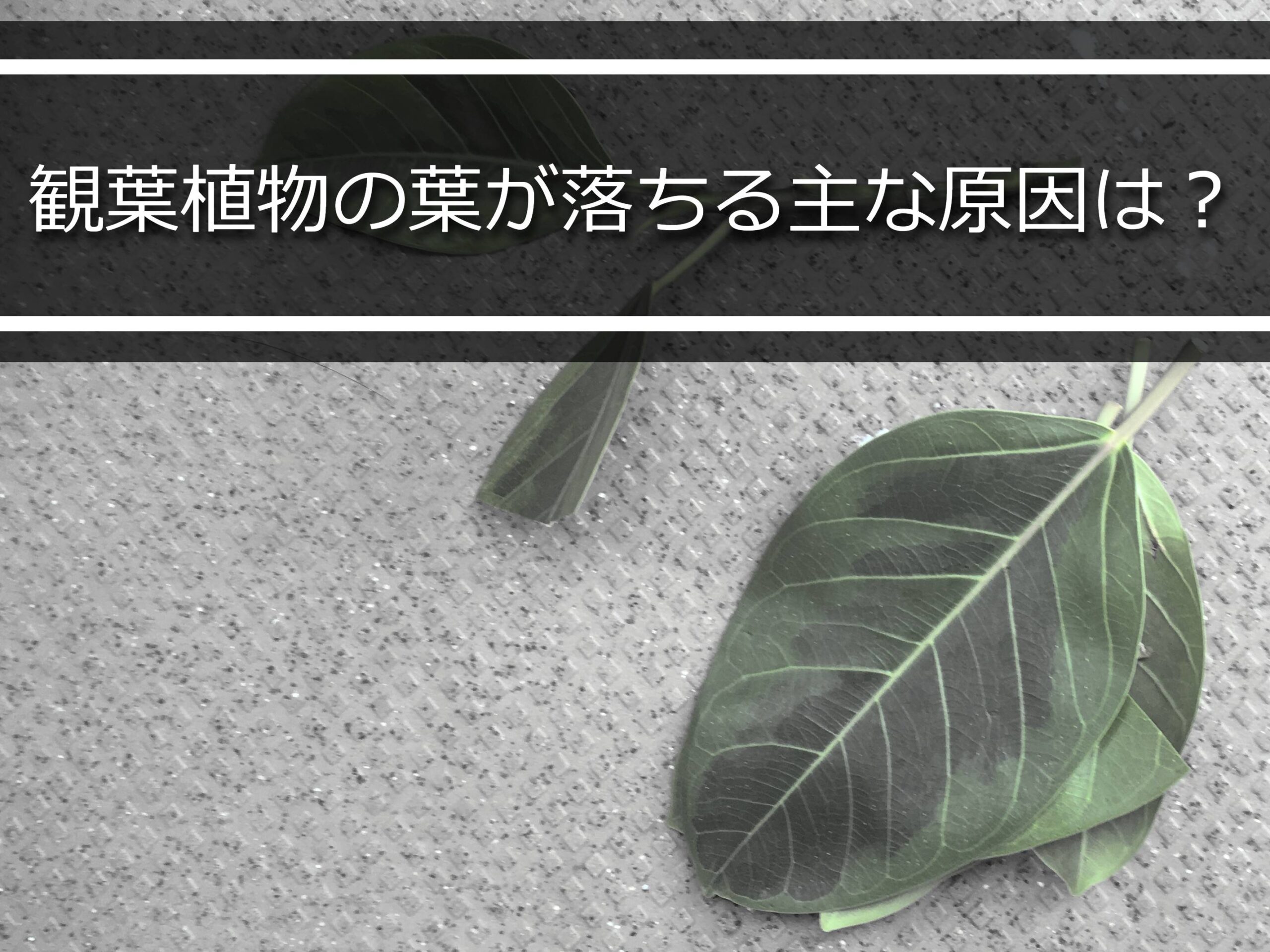 観葉植物の葉