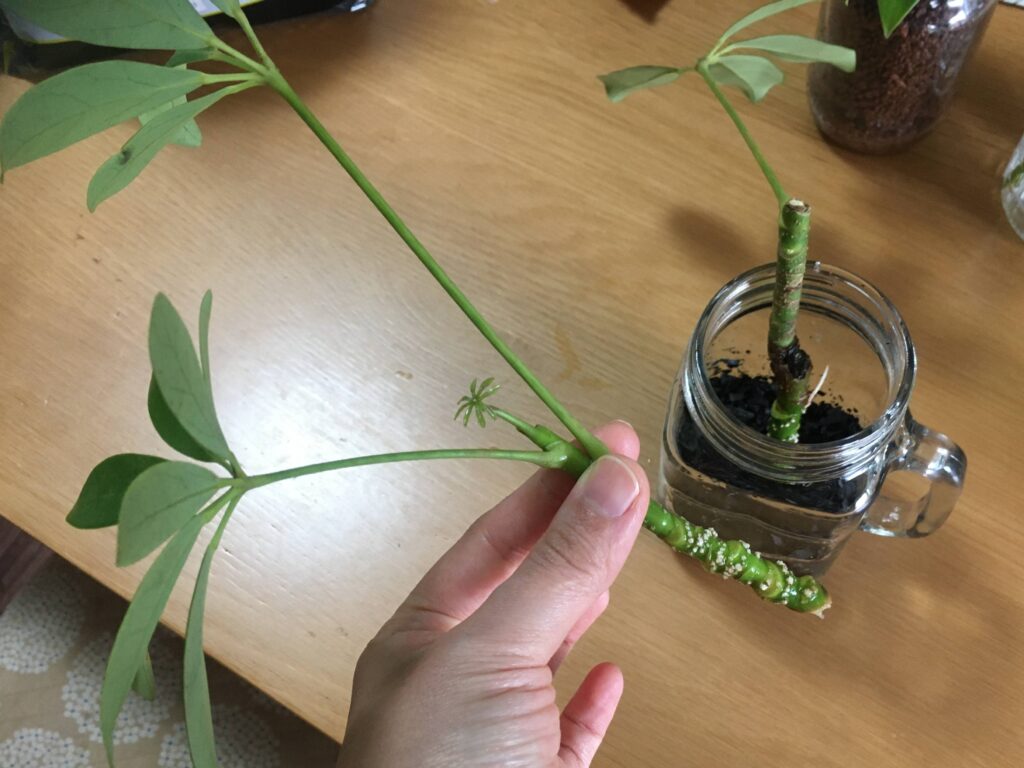 カポックの挿し木をハイドロカルチャーに植え付け