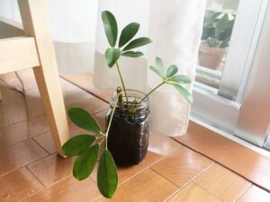 炭のハイドロカルチャーに植えたカポック