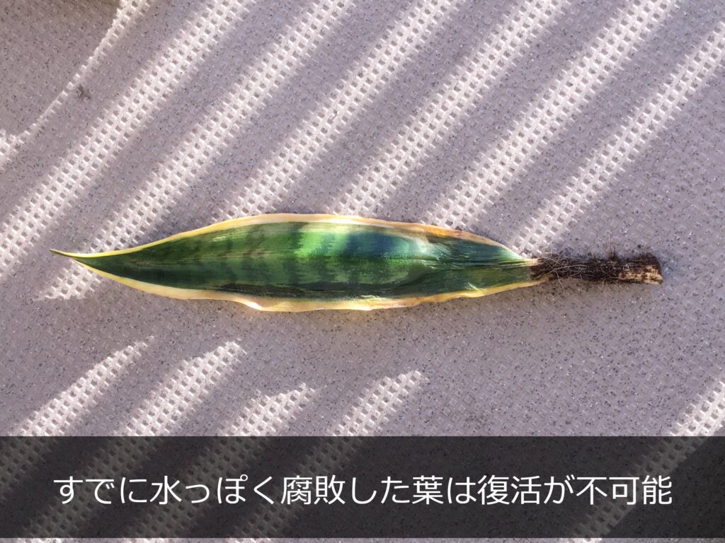 ふにゃふにゃになり腐ったサンスベリアの葉 ふにゃふにゃになり腐ったサンスベリアの葉