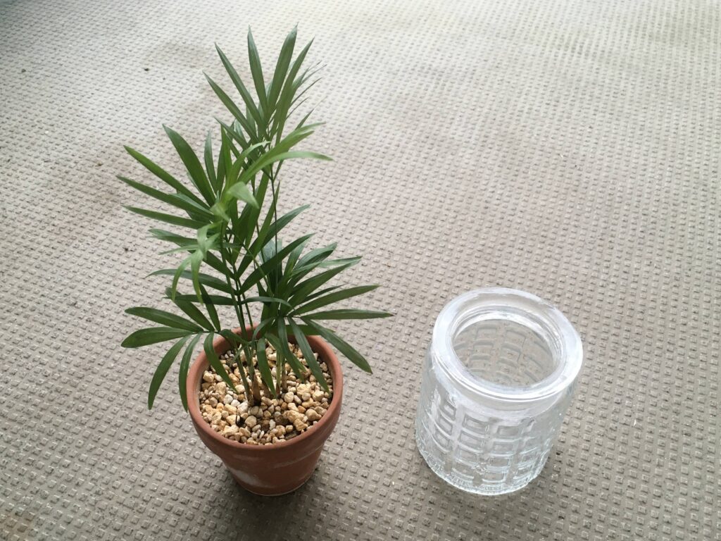 植え替え前のテーブルヤシ