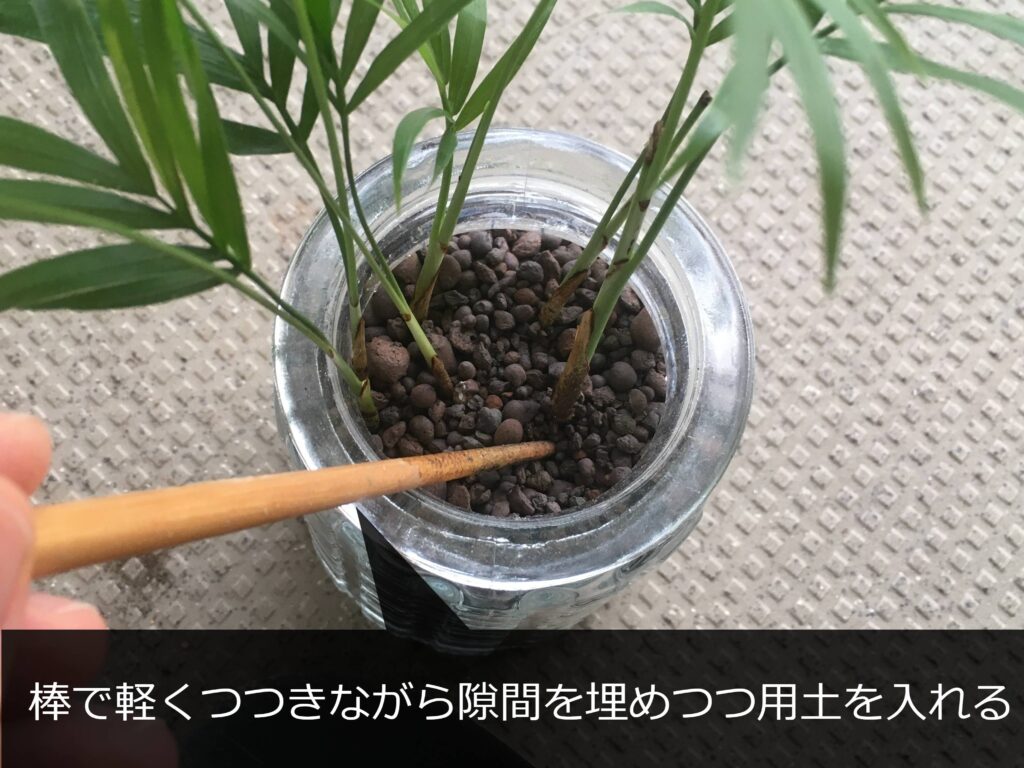 テーブルヤシをハイドロカルチャーに植え替え中