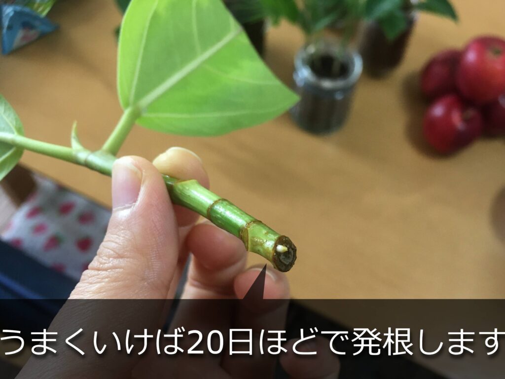 発根したアルテシマの挿し木