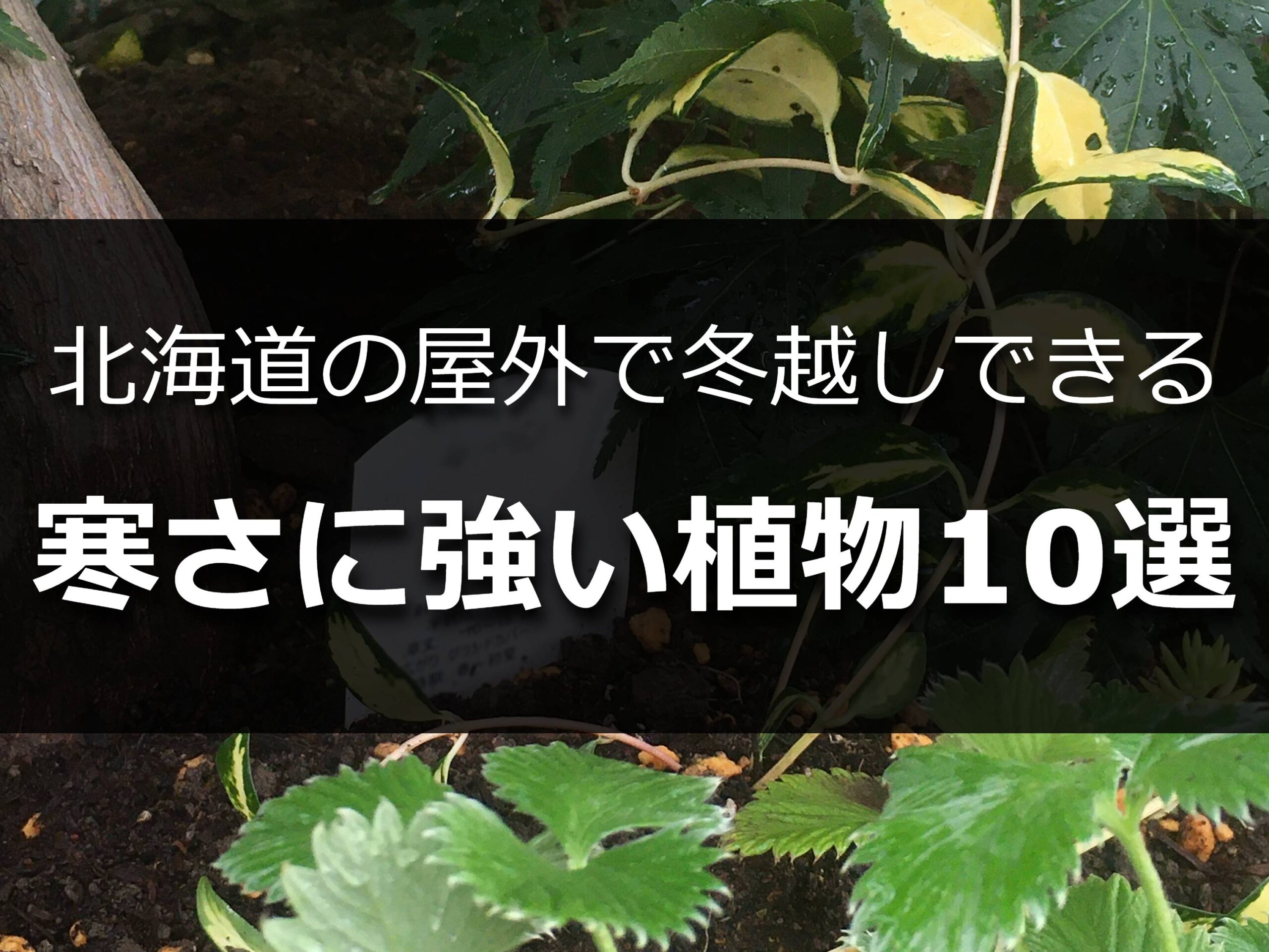 北海道で地植えした植物