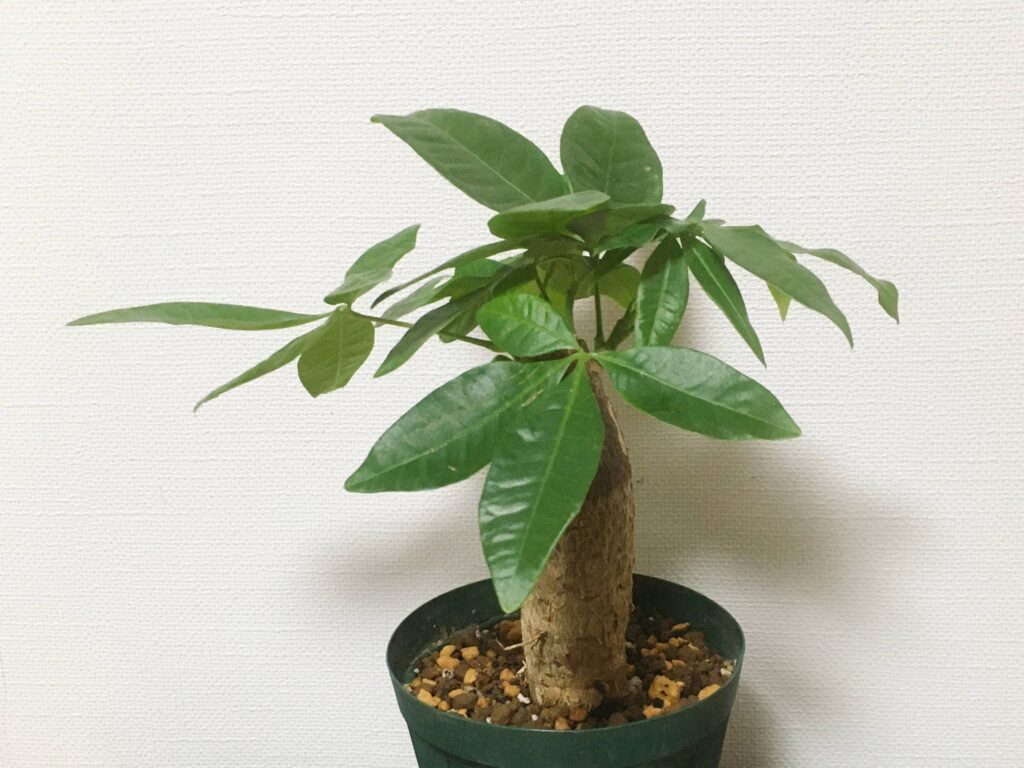 スリット鉢に植え付けたパキラ