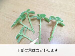 アロマティカスの挿し芽