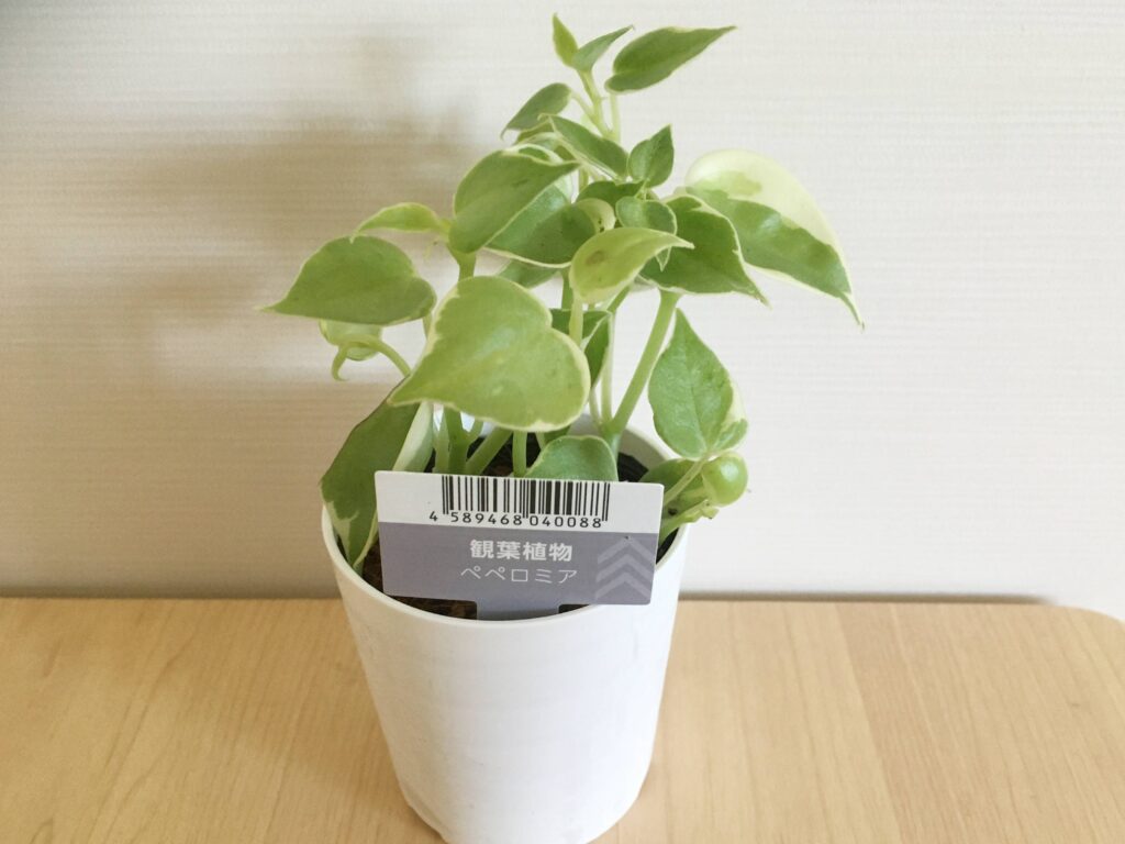 100均の観葉植物