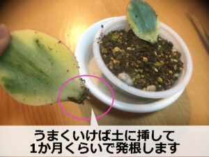 発根した金のなる木の葉