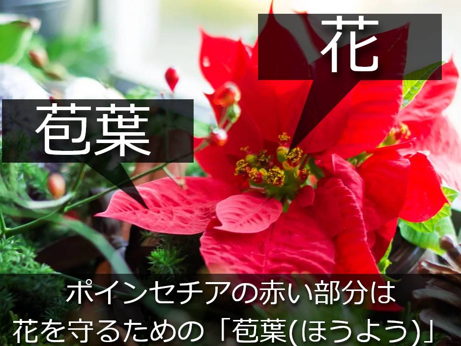 ポインセチアの花芽と苞葉