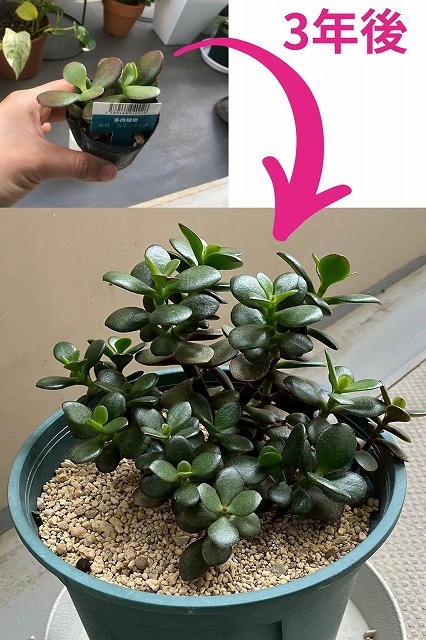金のなる木が大きくならない時の解決策は3つ！ | 観葉植物のお悩みを 