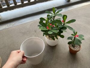 植え替え前のハナキリン