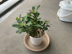 植え替え後のハナキリン