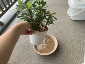 ハナキリンの水遣り