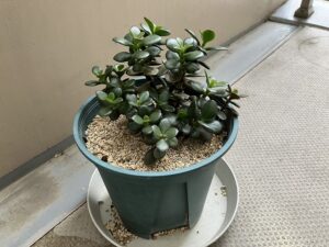 ダイソーで買った金のなる木の3年後