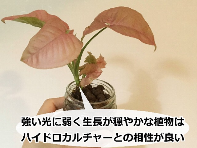 ハイドロカルチャーに向いている観葉植物(シンゴニウム)