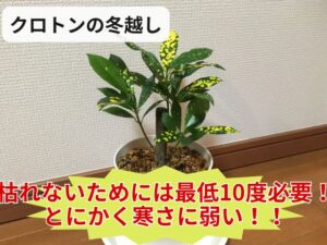 クロトンの冬越し