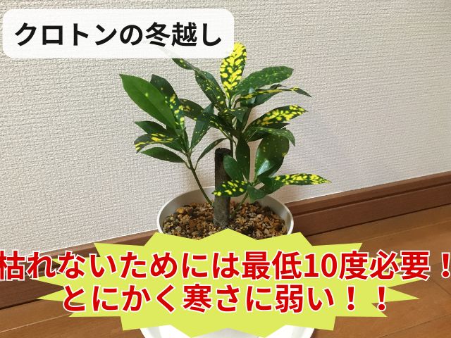 クロトンの冬越し