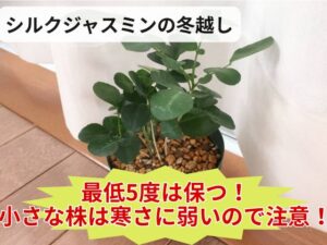 シルクジャスミンの冬越しのコツ