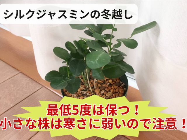 シルクジャスミンの冬越しのコツ