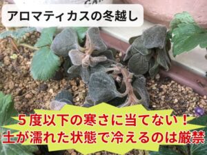 冬越しに失敗してぶよぶよになったアロマティカス