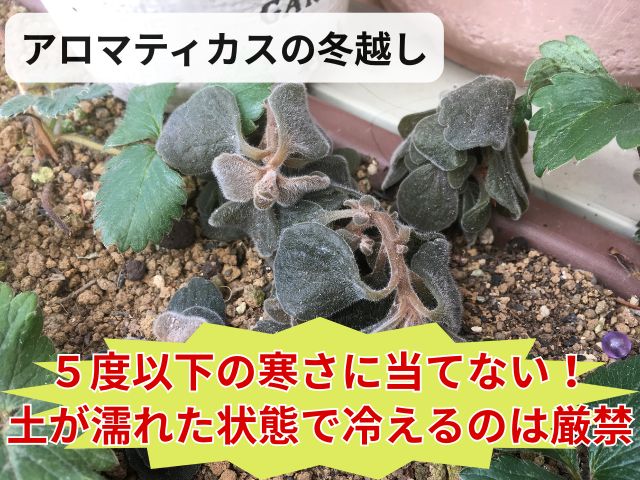 冬越しに失敗してぶよぶよになったアロマティカス